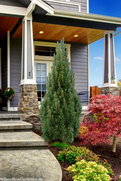  Frank's Columnar Austrian Black Pine (Pinus Nigra) - 6 Gallon Pot