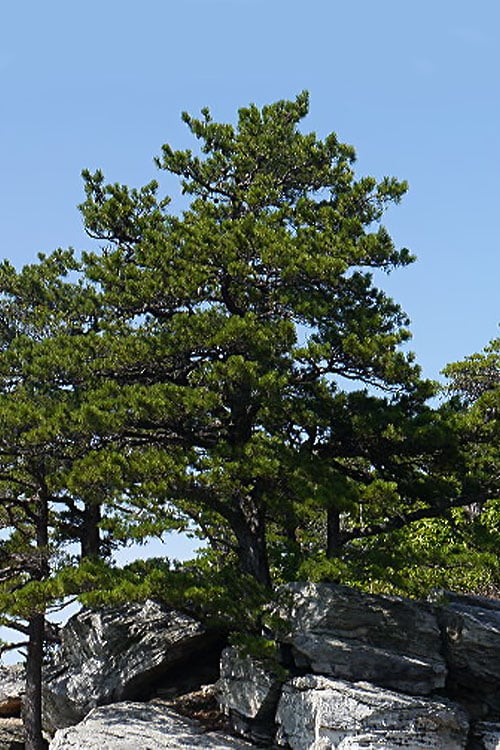  Table Mountain Pine Tree (Pinus Pungens) - 3 Pack Of 1.5 Quart Pots