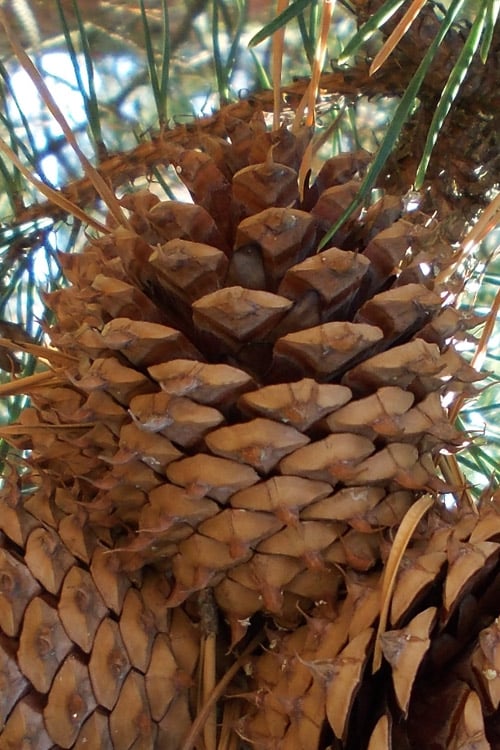  Table Mountain Pine Tree (Pinus Pungens) - 3 Pack Of 1.5 Quart Pots