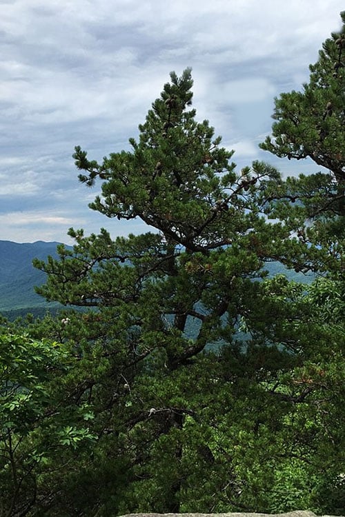  Table Mountain Pine Tree (Pinus Pungens) - 3 Pack Of 1.5 Quart Pots