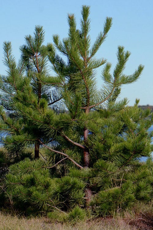  Pitch Pine Tree (Pinus Rigida) - 3 Gallon Pot