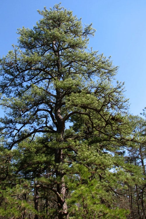  Pitch Pine Tree (Pinus Rigida) - 3 Gallon Pot