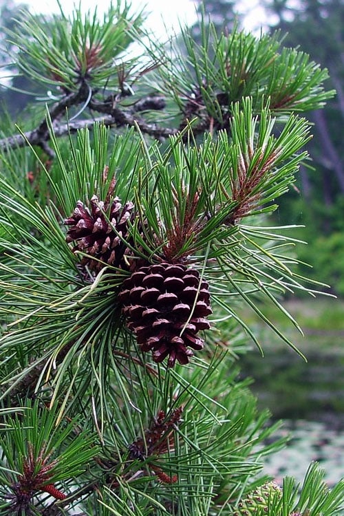  Pitch Pine Tree (Pinus Rigida) - 3 Gallon Pot