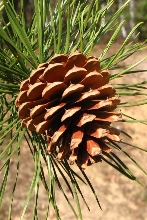  Pitch Pine Tree (Pinus Rigida) - 3 Gallon Pot