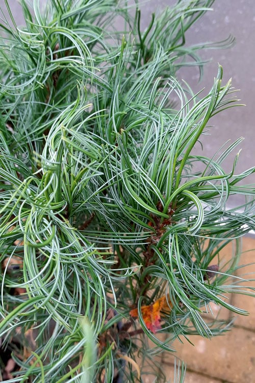  Vercurve Eastern White Pine (Pinus Strobus) - 3 Gallon Pot