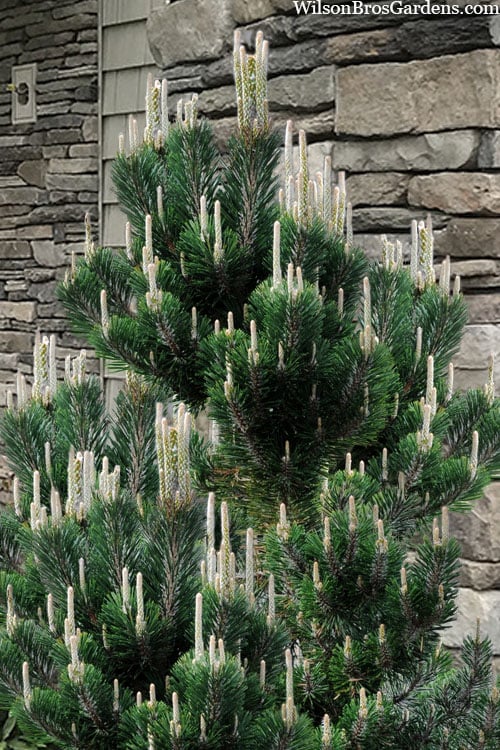  Kotobuki Japanese Black Pine (Pinus Thunbergii) - 5 Gallon Pot