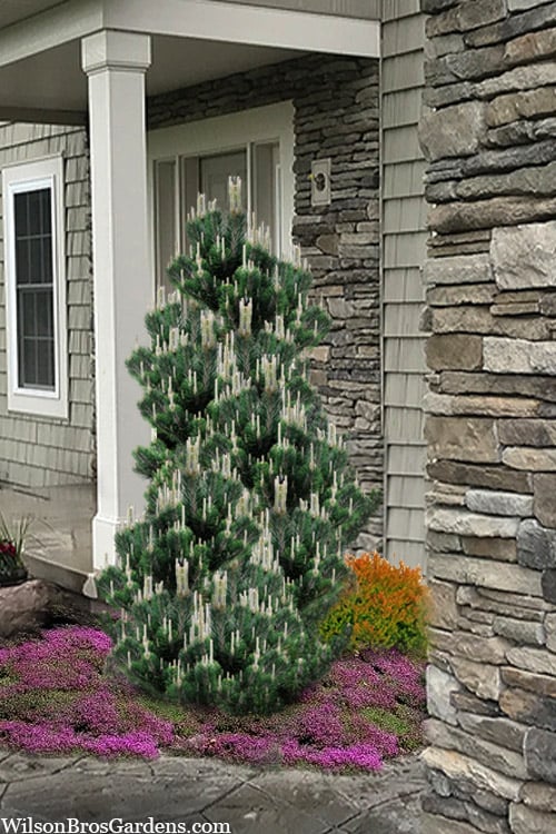  Kotobuki Japanese Black Pine (Pinus Thunbergii) - 5 Gallon Pot
