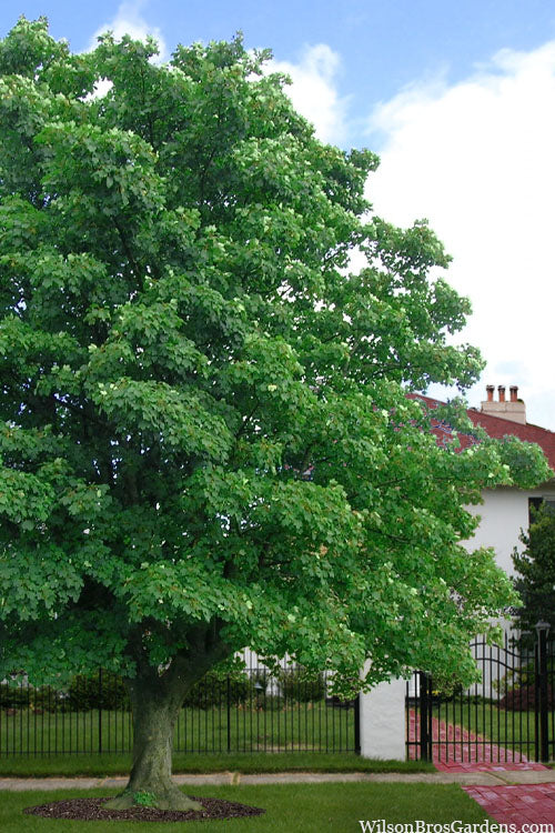  American Sycamore Tree - 3 Gallon Pot