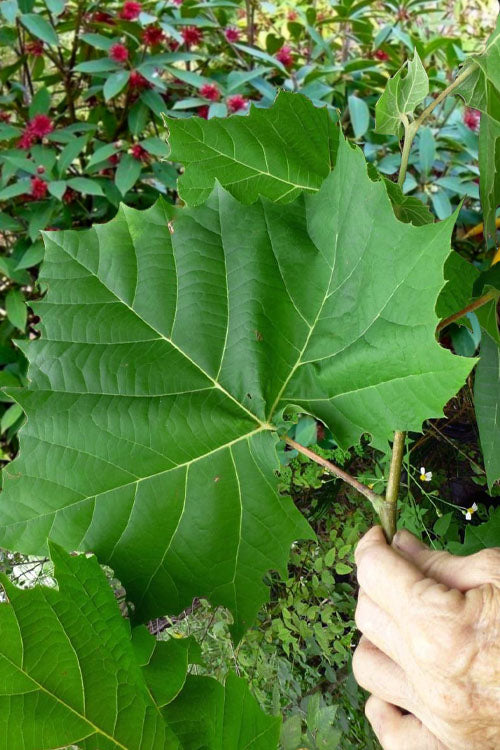  American Sycamore Tree - 3 Gallon Pot