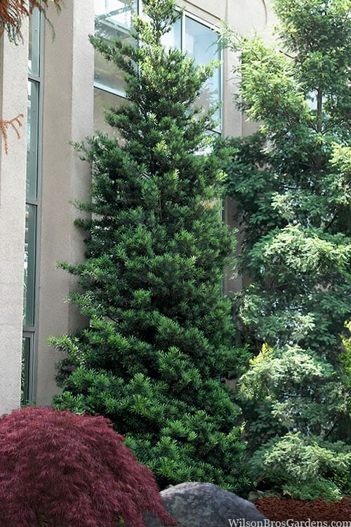  Podocarpus Macrophyllus Upright Yew - 7 Gallon Pot (4-5')