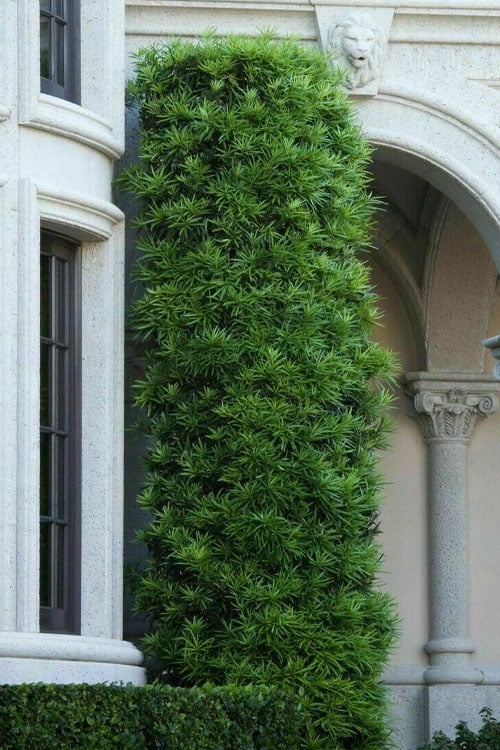  Podocarpus Macrophyllus Upright Yew - 7 Gallon Pot (4-5')