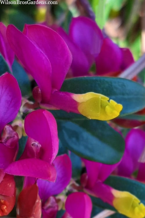  Rhodoptera Chapparal Pea (Polygala Chamaebuxus) - 1 Gallon Pot