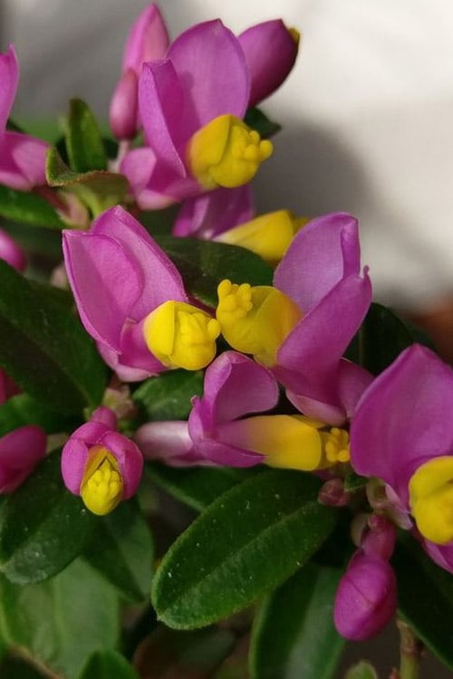  Rhodoptera Chapparal Pea (Polygala Chamaebuxus) - 1 Gallon Pot