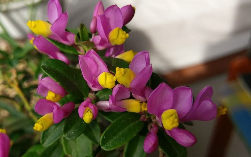  Rhodoptera Chapparal Pea (Polygala Chamaebuxus) - 1 Gallon Pot