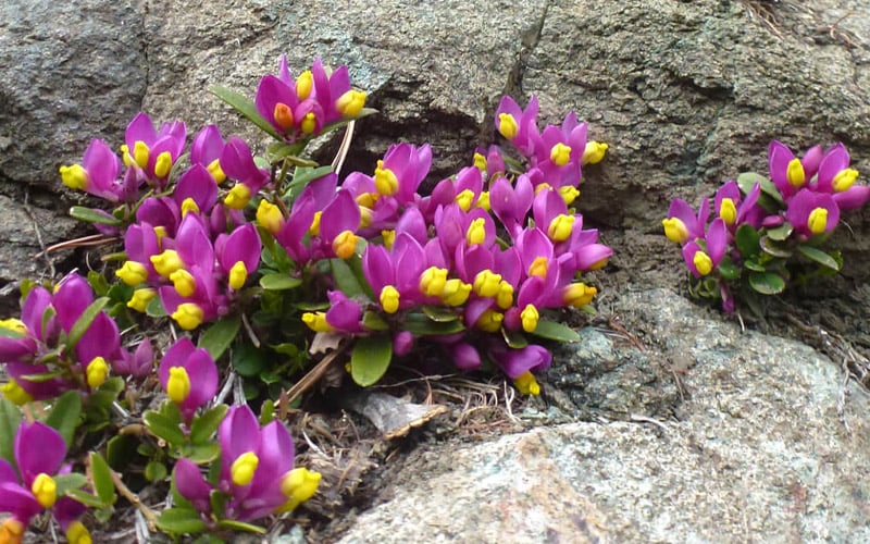  Rhodoptera Chapparal Pea (Polygala Chamaebuxus) - 1 Gallon Pot