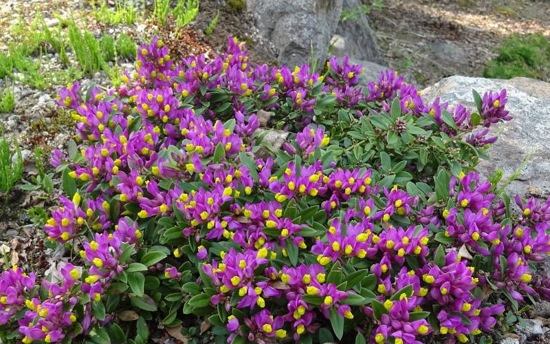  Rhodoptera Chapparal Pea (Polygala Chamaebuxus) - 1 Gallon Pot