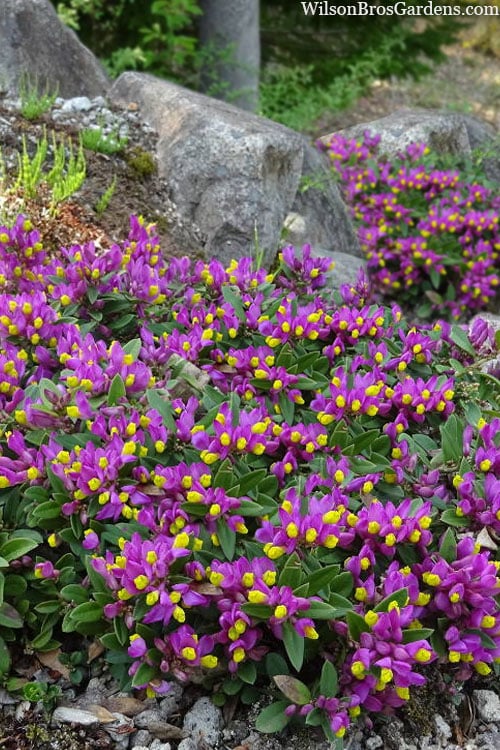  Rhodoptera Chapparal Pea (Polygala Chamaebuxus) - 1 Gallon Pot
