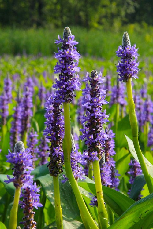  Heartleaf Purple Pickerel Weed (Pontaderia Cordata) - 1 Gallon Pot
