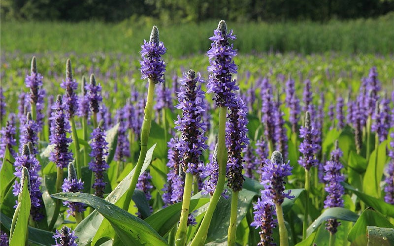  Heartleaf Purple Pickerel Weed (Pontaderia Cordata) - 1 Gallon Pot