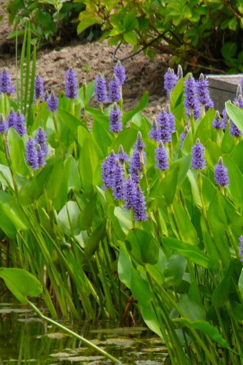  Heartleaf Purple Pickerel Weed (Pontaderia Cordata) - 1 Gallon Pot