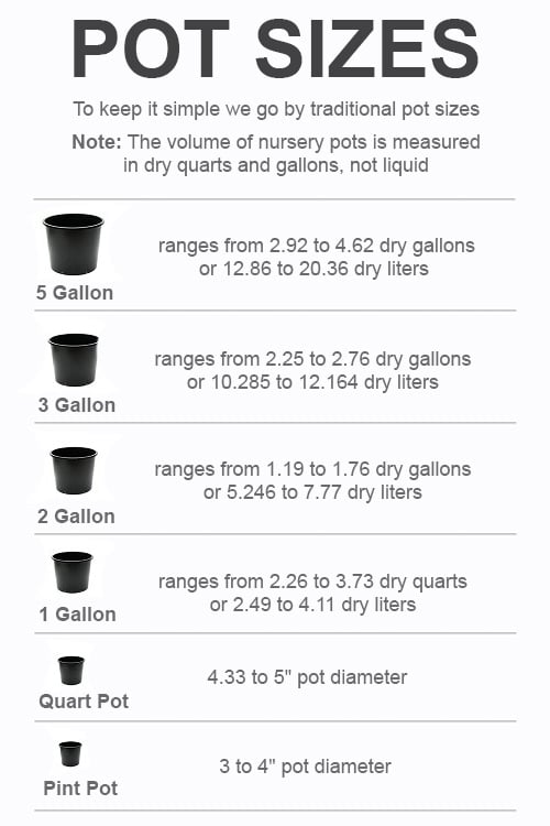  Gatsby Pink Oakleaf Hydrangea - 3 Gallon Pot