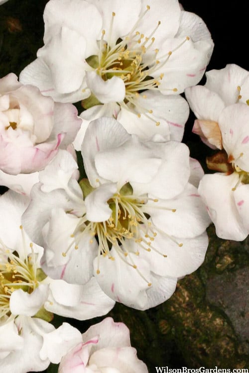  Fragrant Snow Japanese Flowering Apricot (Prunus Mume) - 3 Gallon Pot 