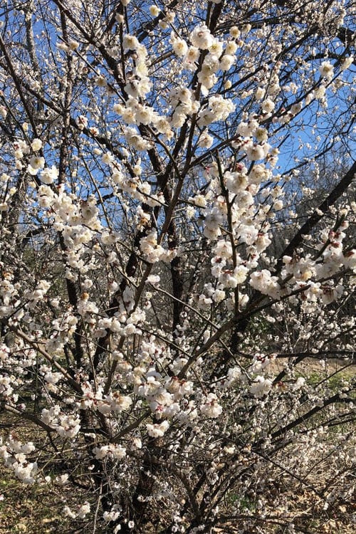  Fragrant Snow Japanese Flowering Apricot (Prunus Mume) - 3 Gallon Pot 