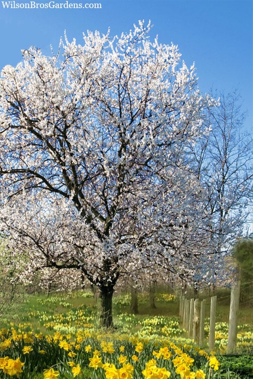  Fragrant Snow Japanese Flowering Apricot (Prunus Mume) - 3 Gallon Pot 