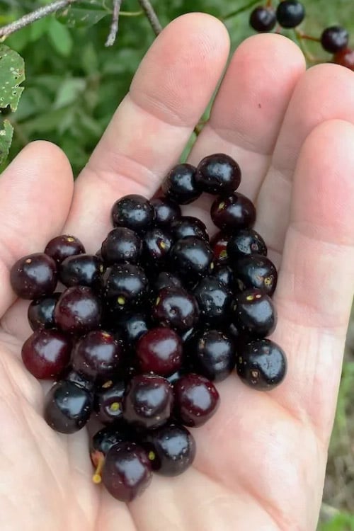  Wild Black Cherry Tree - 3 Gallon Pot