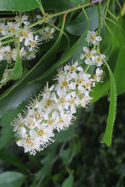  Wild Black Cherry Tree - 3 Gallon Pot