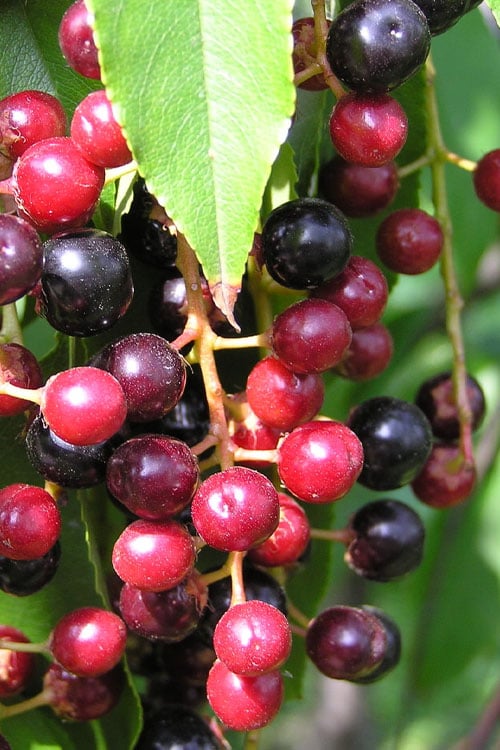  Wild Black Cherry Tree - 3 Gallon Pot