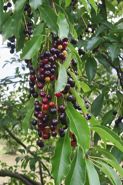  Wild Black Cherry Tree - 3 Gallon Pot