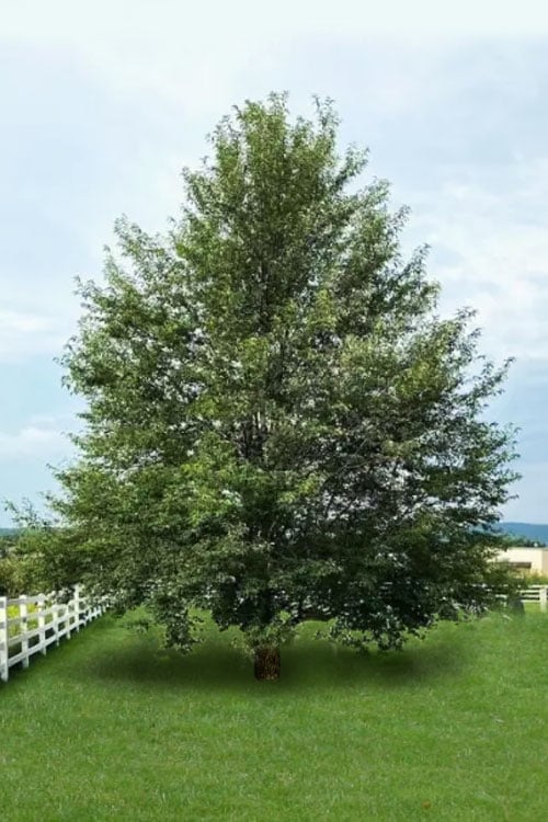  Wild Black Cherry Tree - 3 Gallon Pot