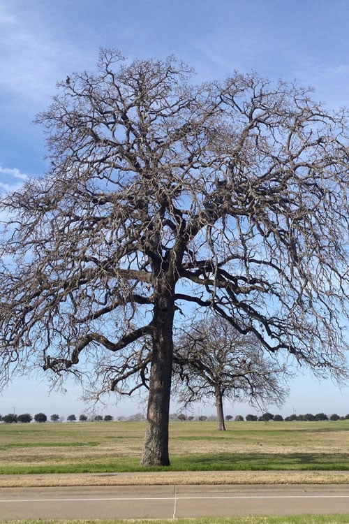  Post Oak Tree (Quercus Palustris) - 3 Gallon Pot