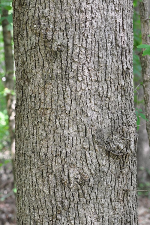  Post Oak Tree (Quercus Palustris) - 3 Gallon Pot