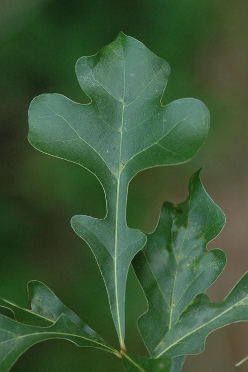  Post Oak Tree (Quercus Palustris) - 3 Gallon Pot