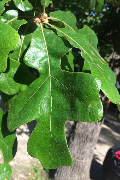 Post Oak Tree (Quercus Palustris) - 3 Gallon Pot