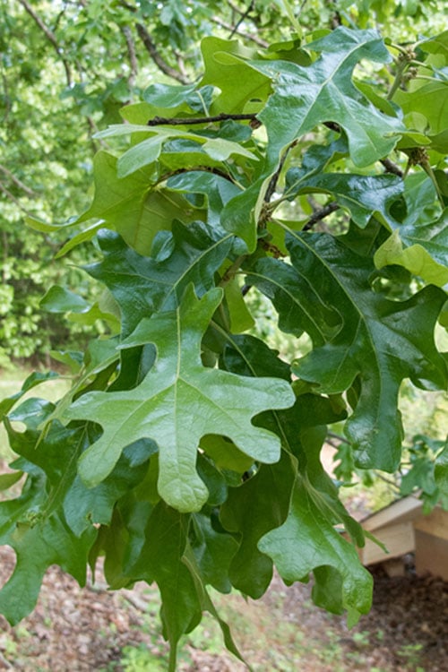  Post Oak Tree (Quercus Palustris) - 3 Gallon Pot