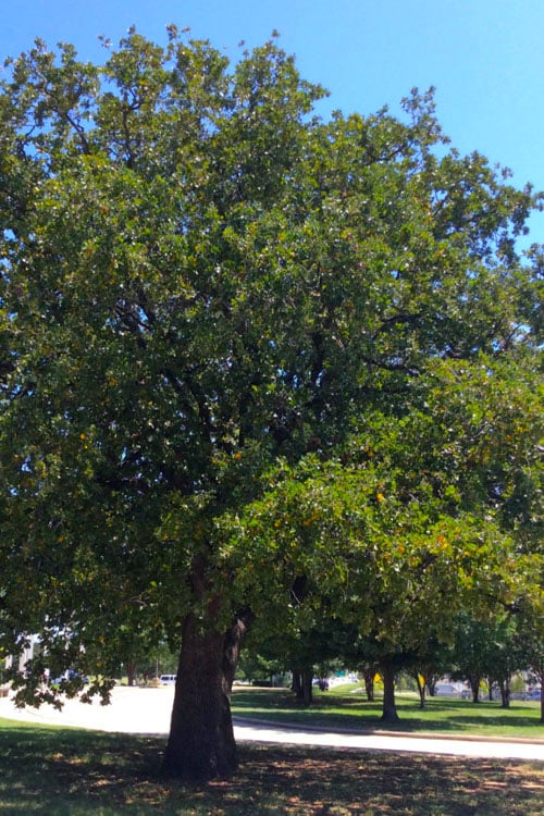  Post Oak Tree (Quercus Palustris) - 3 Gallon Pot