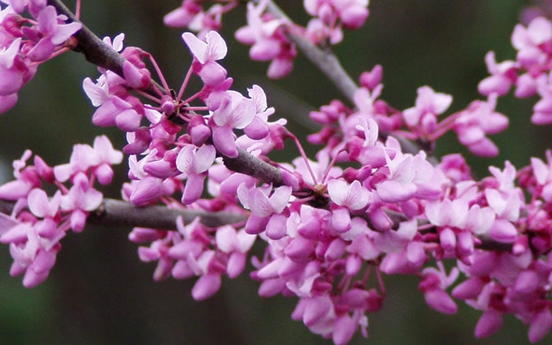  Eastern Redbud - 3 Gallon Pot