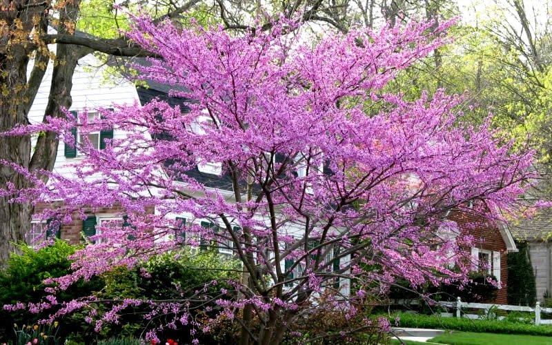  Eastern Redbud - 7 Gallon Pot