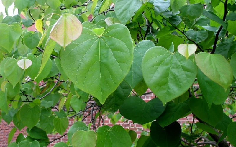  Eastern Redbud - 3 Gallon Pot