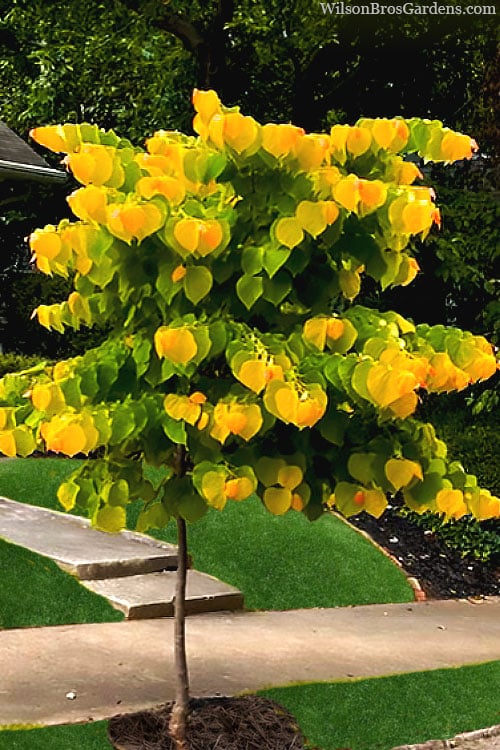  The Rising Sun Redbud Tree - 7 Gallon Pot (3-4')