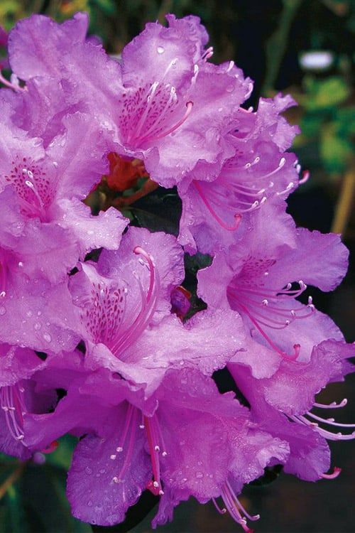  Abbey's Re-View Evergreen Native Azalea - 3 Gallon Pot