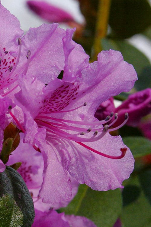  Abbey's Re-View Evergreen Native Azalea - 3 Gallon Pot