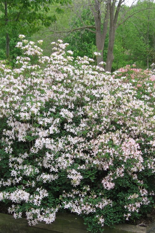 Coastal Azalea (Rhododendron Atlanticum) - 1 Gallon Pot