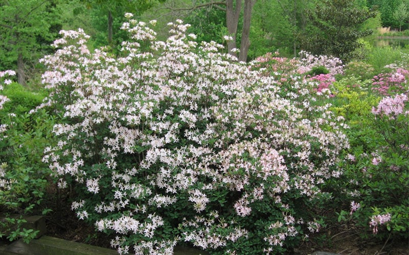  Coastal Azalea (Rhododendron Atlanticum) - 3 Gallon Pot