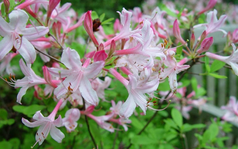  Coastal Azalea (Rhododendron Atlanticum) - 3 Gallon Pot