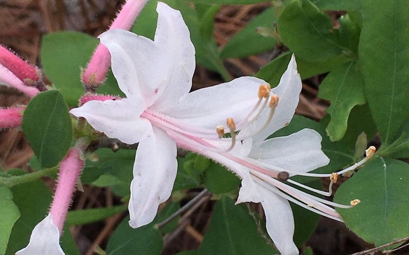  Coastal Azalea (Rhododendron Atlanticum) - 3 Gallon Pot