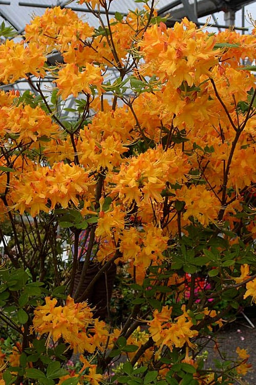  Florida Flame Native Azalea (Rhododendron Austrinum) - 3 Gallon Pot